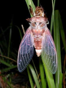 Gina Scarborough's Florida Cicada molting