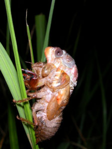 Gina Scarborough's Florida Cicada molting