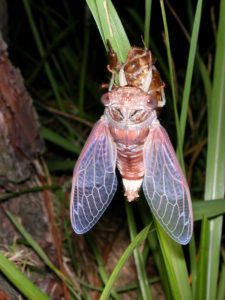 Gina Scarborough's Florida Cicada molting