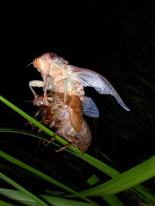 Gina Scarborough's Florida Cicada molting