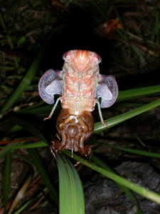 Gina Scarborough's Florida Cicada molting