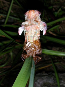 Gina Scarborough's Florida Cicada molting