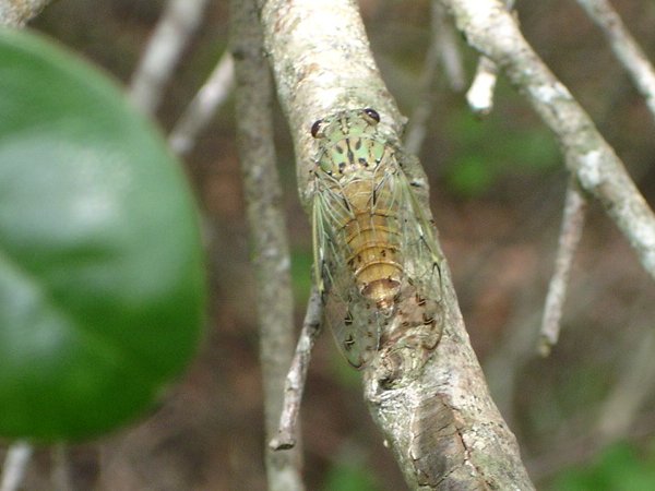 Joe Green's Neocicada hieroglyphica photos from 2007, Florida,