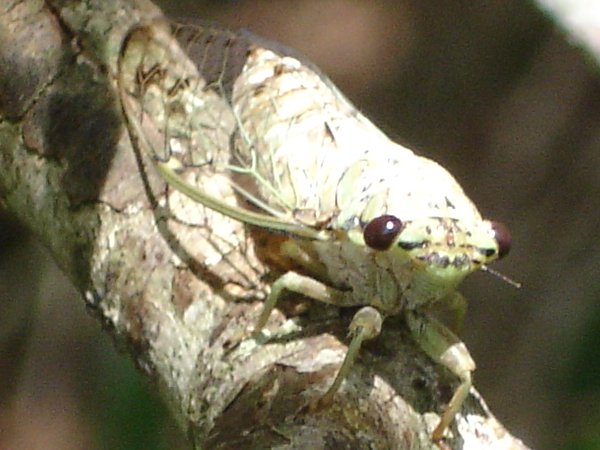 Joe Green's Neocicada hieroglyphica photos from 2007, Florida,