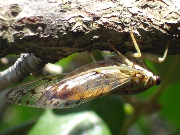 Joe Green's Neocicada hieroglyphica photos from 2007, Florida,