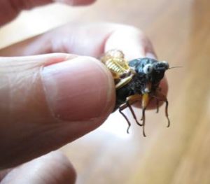 White-eyed cicada from Paul Stuve found in Columbia, MO. Brood XIX. 2011.