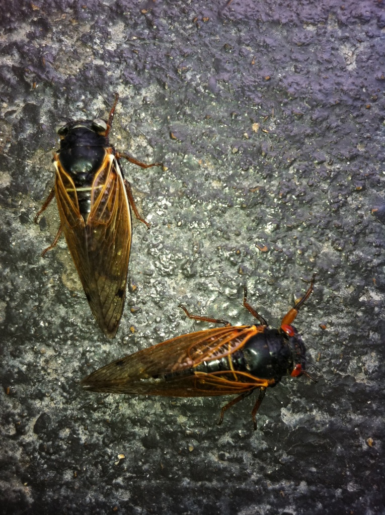 White-eyed Magicicada from Meagan Lang of Nashville, TN. Brood XIX. 2011.