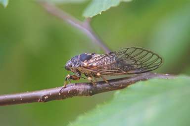 Okanagana adult photographed by Les Daniels