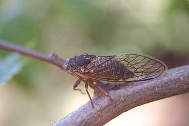 Okanagana adult photographed by Les Daniels