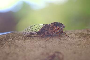 Okanagana adult photographed by Les Daniels