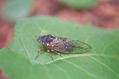 Okanagana adult photographed by Les Daniels