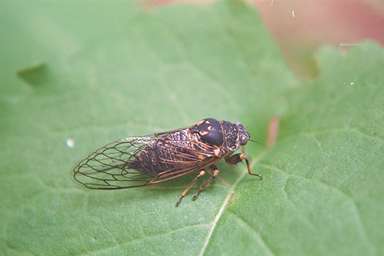 Okanagana adult photographed by Les Daniels