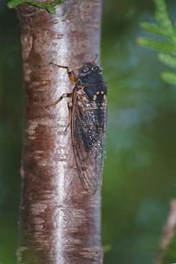 Okanagana adult photographed by Les Daniels