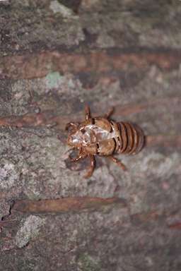 Okanagana exuvia photograph by Les Daniels