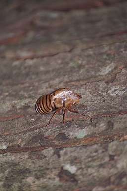 Okanagana exuvia photograph by Les Daniels