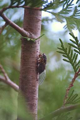 Okanagana adult photographed by Les Daniels