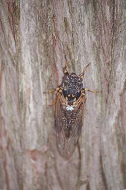 Okanagana adult photographed by Les Daniels