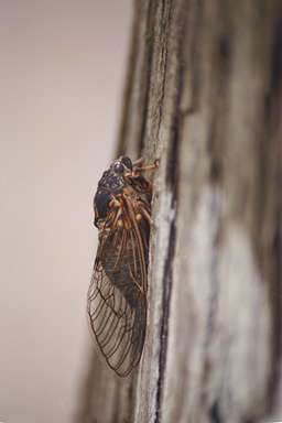 Okanagana adult photographed by Les Daniels