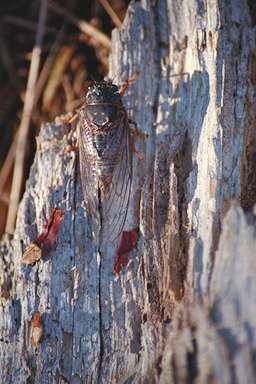 Okanagana adult photographed by Les Daniels