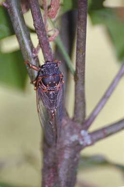 Okanagana adult photographed by Les Daniels