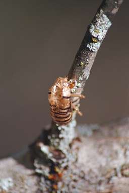 Okanagana exuvia photograph by Les Daniels