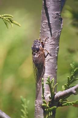 Okanagana adult photographed by Les Daniels