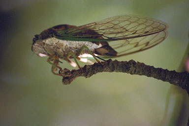 Les Daniels. Swamp Cicada