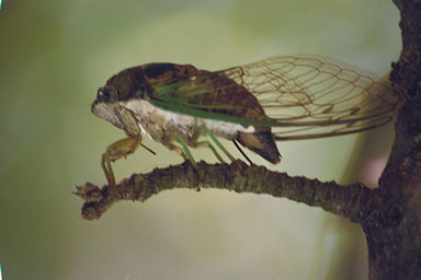 Les Daniels. Swamp Cicada