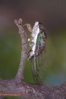 Les Daniels. Swamp Cicada