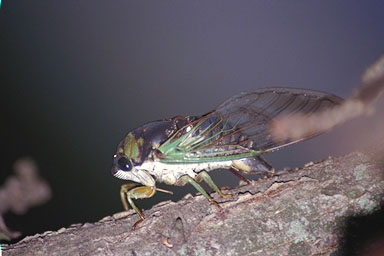 Les Daniels. Swamp Cicada