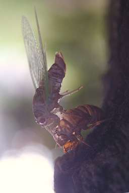 Les Daniels. Molting Cicada.