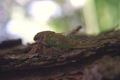 Les Daniels. Teneral Cicada