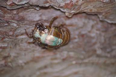 Les Daniels. Molting Cicada.