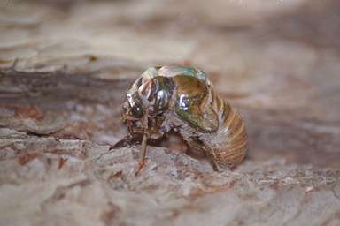 Les Daniels. Molting Cicada.