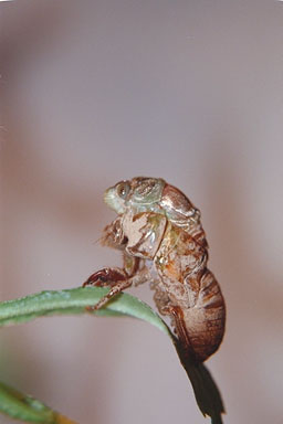 Les Daniels. Molting Cicada.