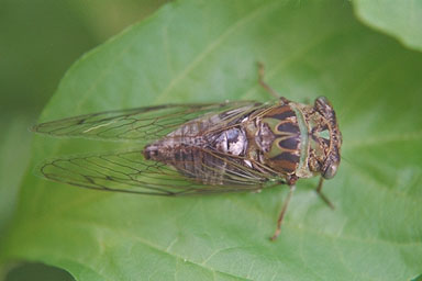 Les Daniels. Adult Cicada.