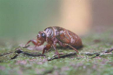 Les Daniels. Nymph.