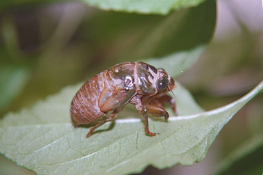 Les Daniels. Nymph.