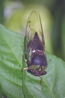 Les Daniels. Adult cicada.