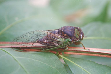Les Daniels. Adult Cicada