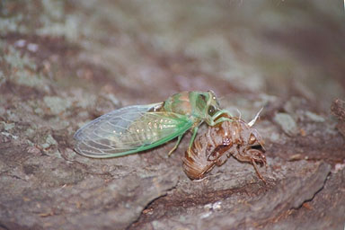 Les Daniels. Teneral Cicada