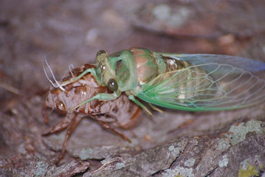 Les Daniels. Teneral Cicada