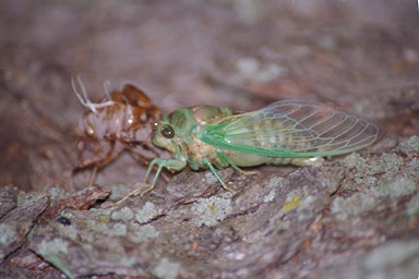 Les Daniels. Teneral Cicada