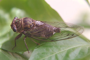 Les Daniels. Adult Cicada