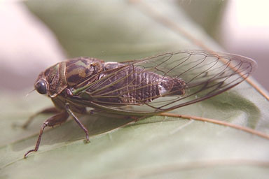 Les Daniels. Adult Cicada