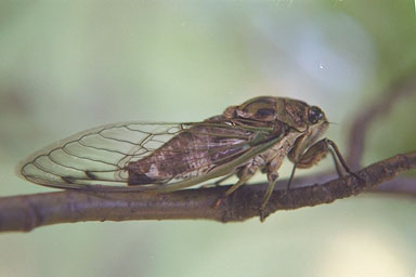 Les Daniels. Adult Cicada