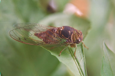 Les Daniels. Adult Cicada