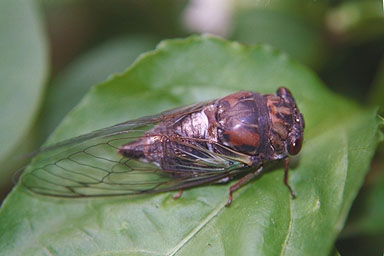 Les Daniels. Adult Cicada