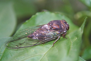 Les Daniels. Adult Cicada