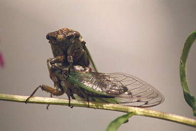 Les Daniels. 2 Cicadas